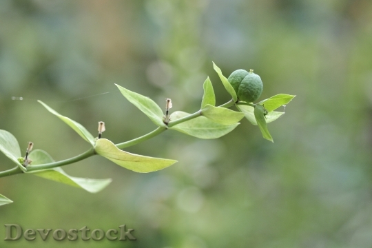 Devostock Euphorbia Lathyris Green Seeds