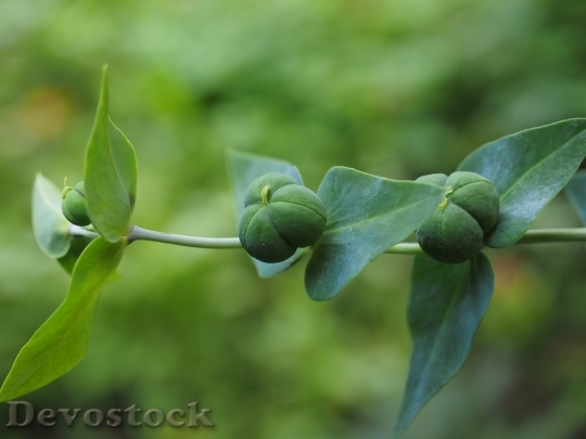 Devostock Euphorbia Lathyris Spurge Euphorbia 3