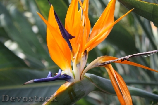 Devostock Exotic Flower Orange Blue