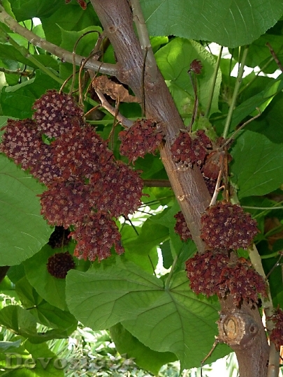 Devostock Exotic Tree Fruit Tropical