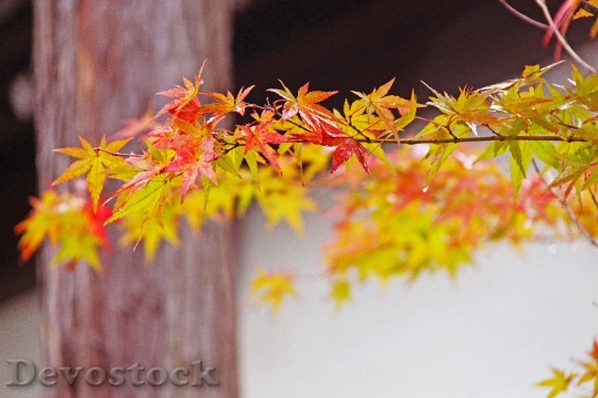 Devostock Fall Autumn Foliage Japanese