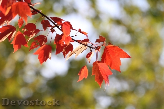 Devostock Fall Autumn Leaves Colorful 0