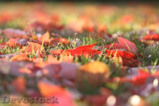 Devostock Fall Autumn Leaves Leaf 2