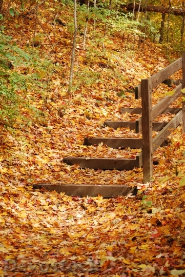 Devostock Fall Autumn Stairs Yellow