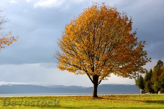 Devostock Fall Autumn Tree Leaves 0