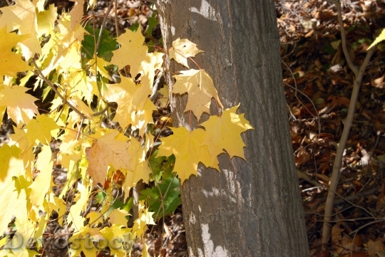 Devostock Fall Autumn Tree Leaves