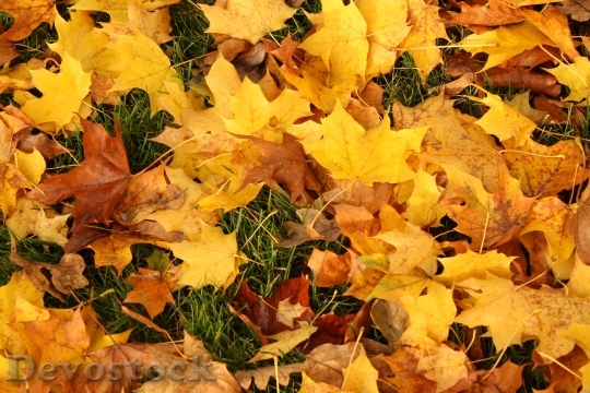 Devostock Fall Autumn Yellow Nature