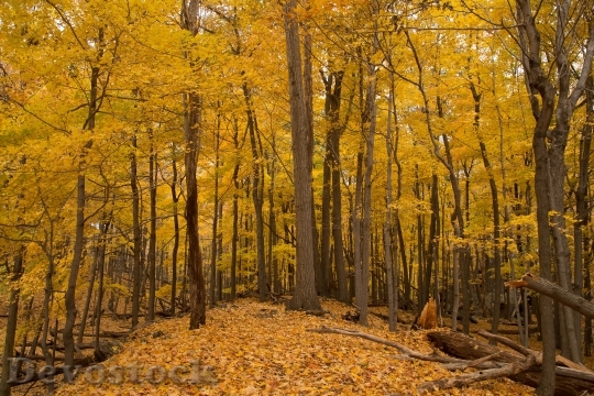 Devostock Fall Autumn Yellow Season