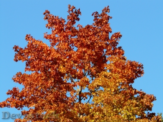 Devostock Fall Color Tree Maple