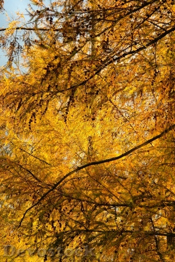 Devostock Fall Color Yellow Golden