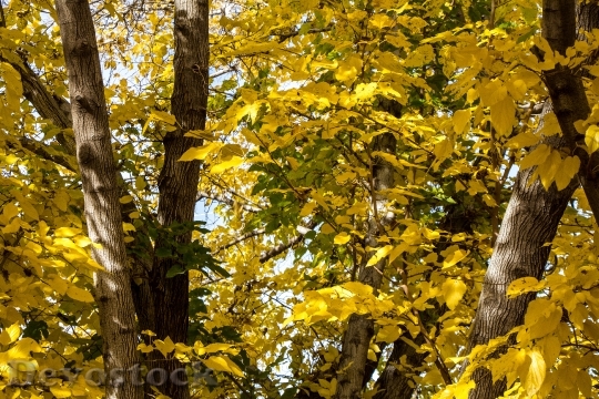 Devostock Fall Color Yellow Leaves