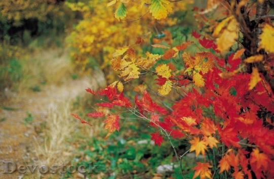 Devostock Fall Colored Foilage Leaves