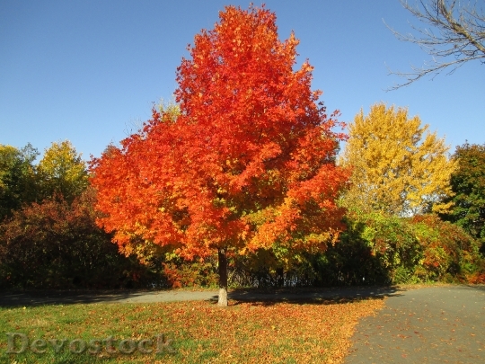Devostock Fall Colors Fall Autumn