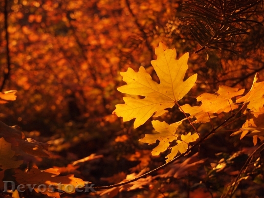 Devostock Fall Colors Golden Autumn