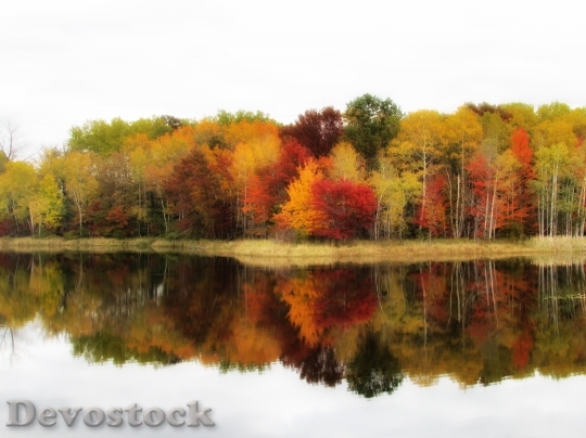 Devostock Fall Colors Trees Autumn