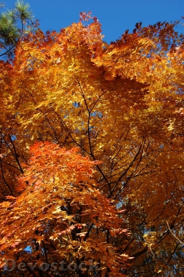 Devostock Fall Foilage Color Leaves