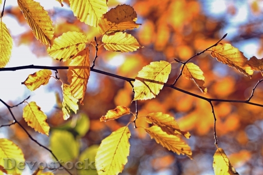 Devostock Fall Foliage Autumn Beech 0