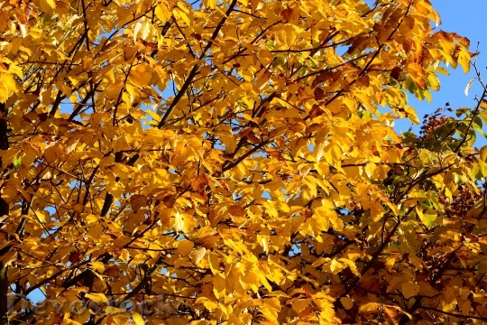 Devostock Fall Foliage Autumn Golden