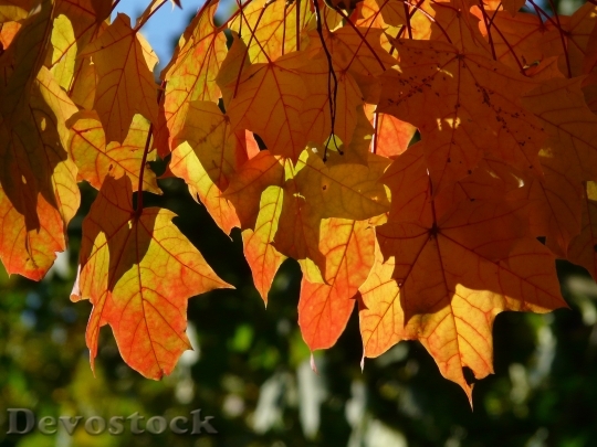 Devostock Fall Foliage Autumn Maple 0