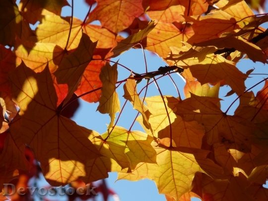 Devostock Fall Foliage Autumn Maple