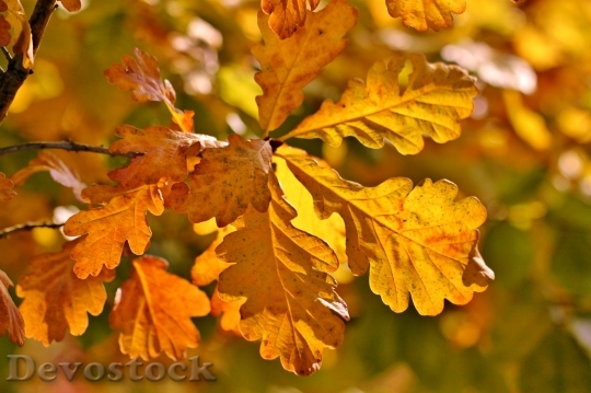 Devostock Fall Foliage Autumn Oak