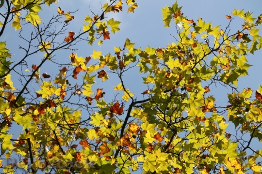 Devostock Fall Foliage Autumn Sun