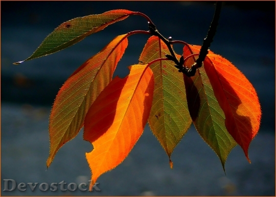 Devostock Fall Foliage Colorful Leaves 0