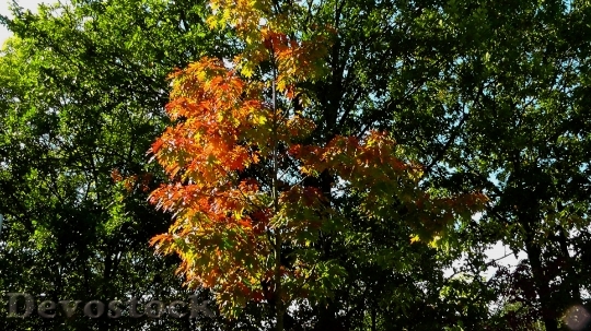 Devostock Fall Foliage Colorful Leaves