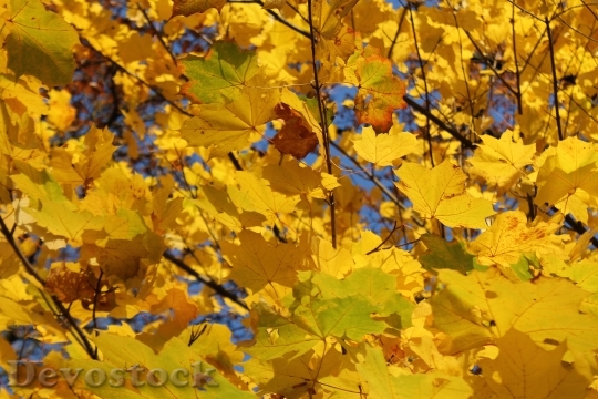 Devostock Fall Foliage Colorful Yellow