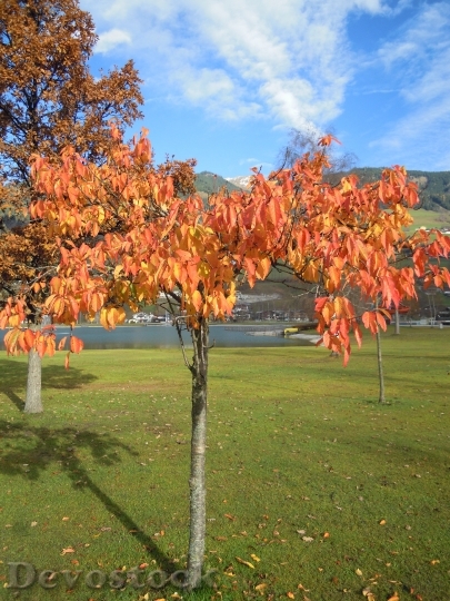Devostock Fall Foliage Deciduous Tree
