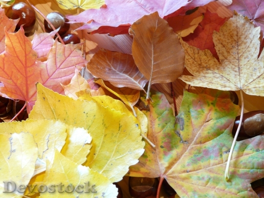 Devostock Fall Foliage Fall Leaves 1