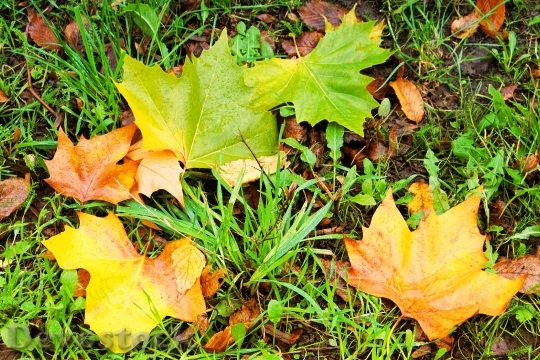 Devostock Fall Foliage Leaves Colorful