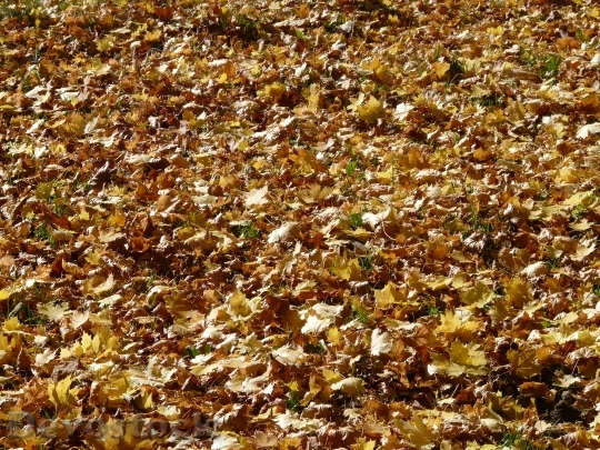 Devostock Fall Foliage Leaves Maple