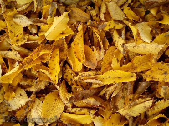 Devostock Fall Foliage Leaves Yellow