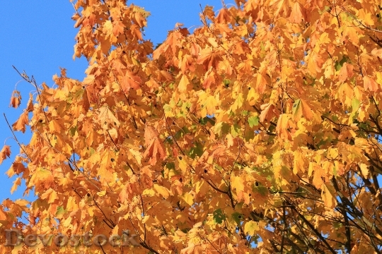 Devostock Fall Foliage Maple Autumn