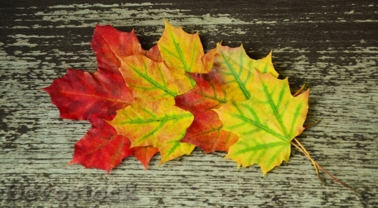 Devostock Fall Foliage Maple Leaves 0