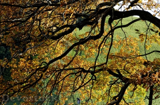 Devostock Fall Foliage Pledges Autumn