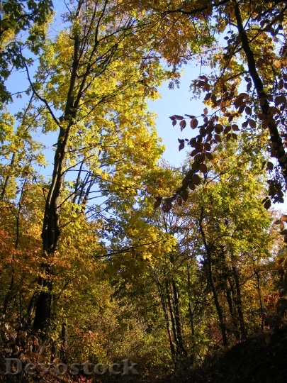 Devostock Fall Forest Golden Leaves