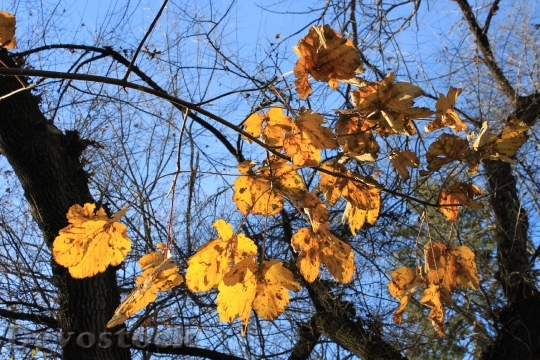 Devostock Fall Golden Leaves Orange 0