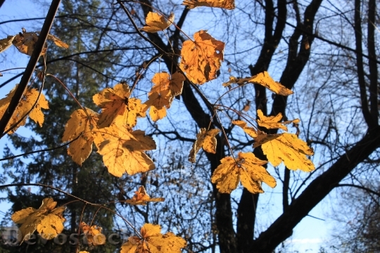 Devostock Fall Golden Leaves Orange