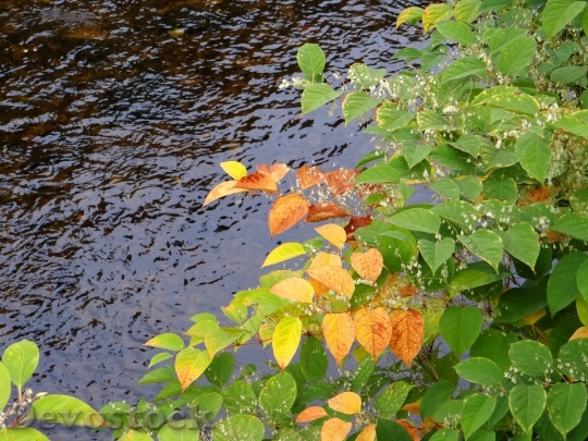 Devostock Fall Leaves Autumn Leaves 1