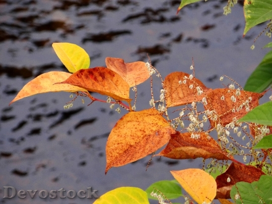 Devostock Fall Leaves Autumn Leaves 2