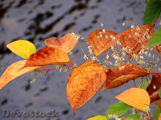 Devostock Fall Leaves Autumn Leaves 3