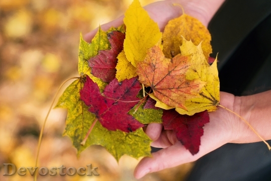 Devostock Fall Leaves Autumn Leaves 4