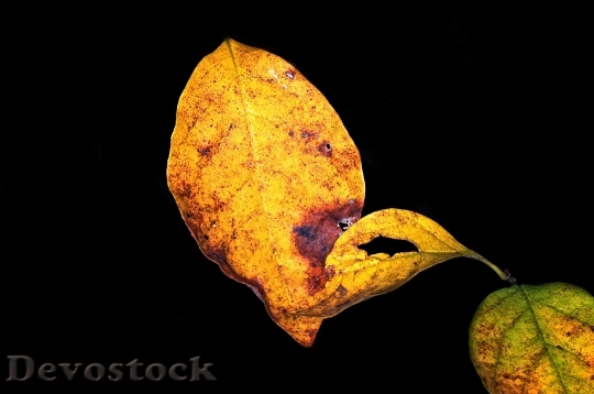 Devostock Fall Leaves Autumn Orange 0