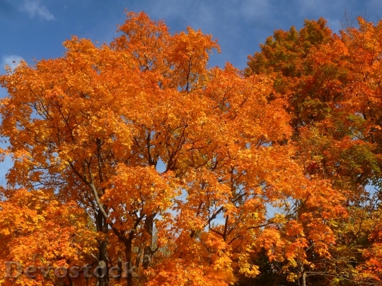Devostock Fall Leaves Autumn Orange