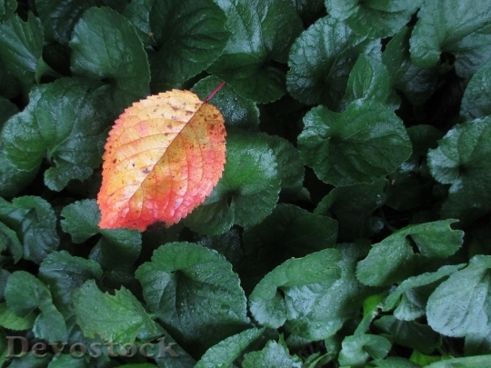 Devostock Fall Leaves Autumn Red