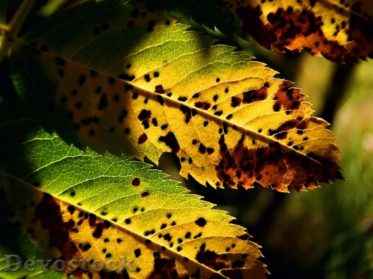 Devostock Fall Leaves Colorful Autumn