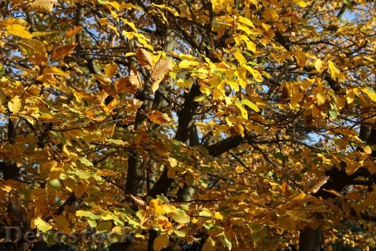 Devostock Fall Leaves Colors Nature