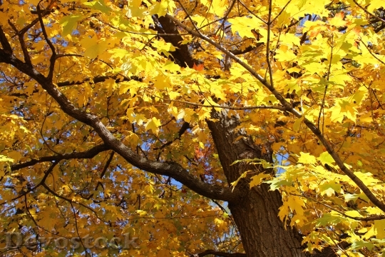 Devostock Fall Leaves Fall Colors 2